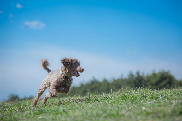 「犬と住まいる協会」ワンちゃんのお庭の専門家団体