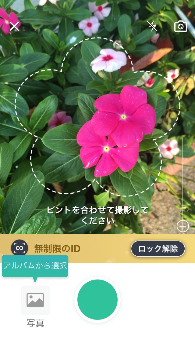 植栽 花の名前がわかるアプリ実際に使ってみた 庭ファン 新築外構 エクステリア工事を賢く安くできるお得情報を配信