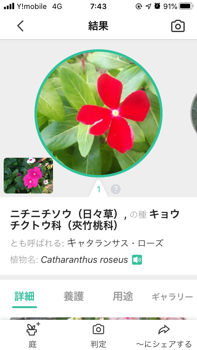 植栽 花の名前がわかるアプリ実際に使ってみた 庭ファン 新築外構 エクステリア工事を賢く安くできるお得情報を配信