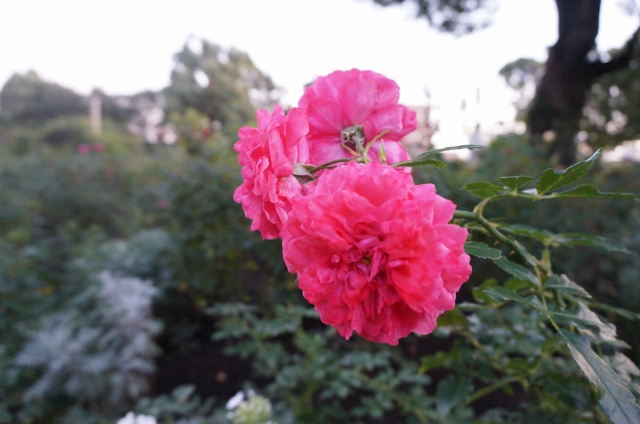 ガーデニングを楽しむ、植栽豊かな薔薇や緑のあるお庭