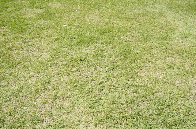 お庭の雑草対策に「芝生」を植える