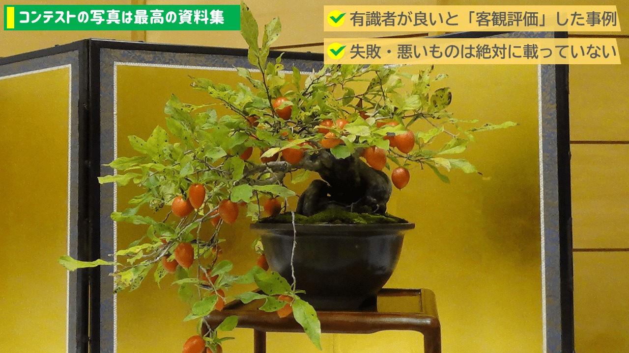 コンテストの写真は最高の資料集