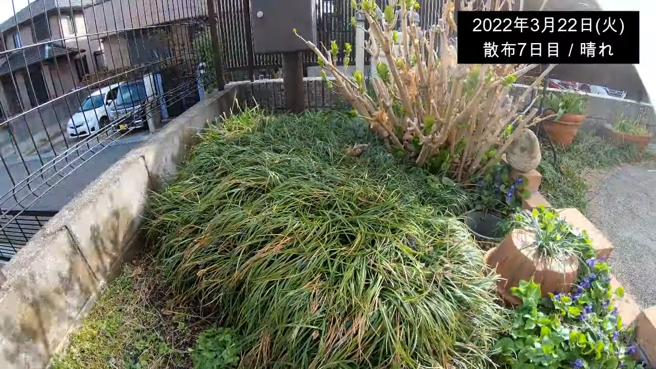 すごい除草剤を見つけました 花壇に直接かけても大丈夫 雑草対策の切り札 庭ファン 新築外構 エクステリア工事を賢く安くできるお得情報を配信