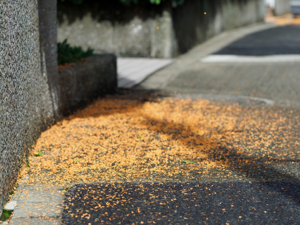 植えてはいけないシンボルツリーがある