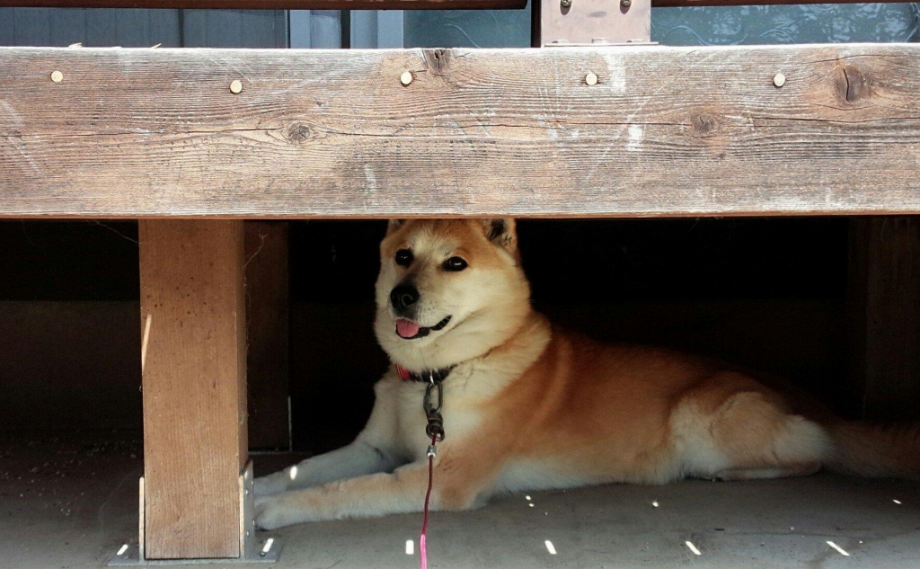 ワンちゃんの日よけの屋根として使われちゃった