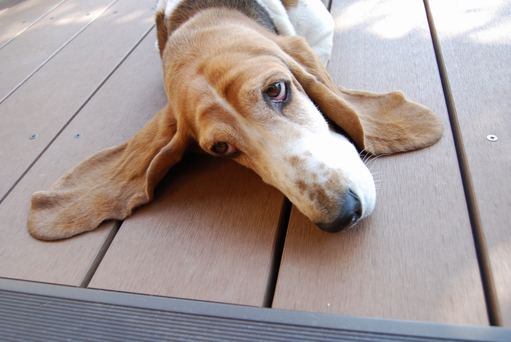 大型犬を飼っていた外構のプロ、庭ファンが解説！